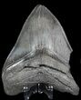 Partial, Serrated Megalodon Tooth - Georgia #46003-2